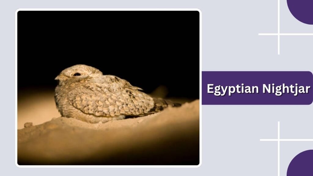 Egyptian Nightjar