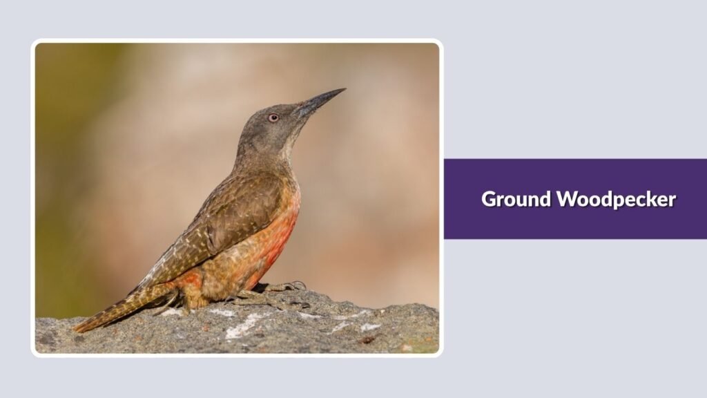 Ground Woodpecker