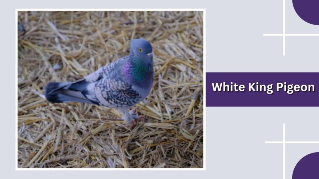 White King Pigeon