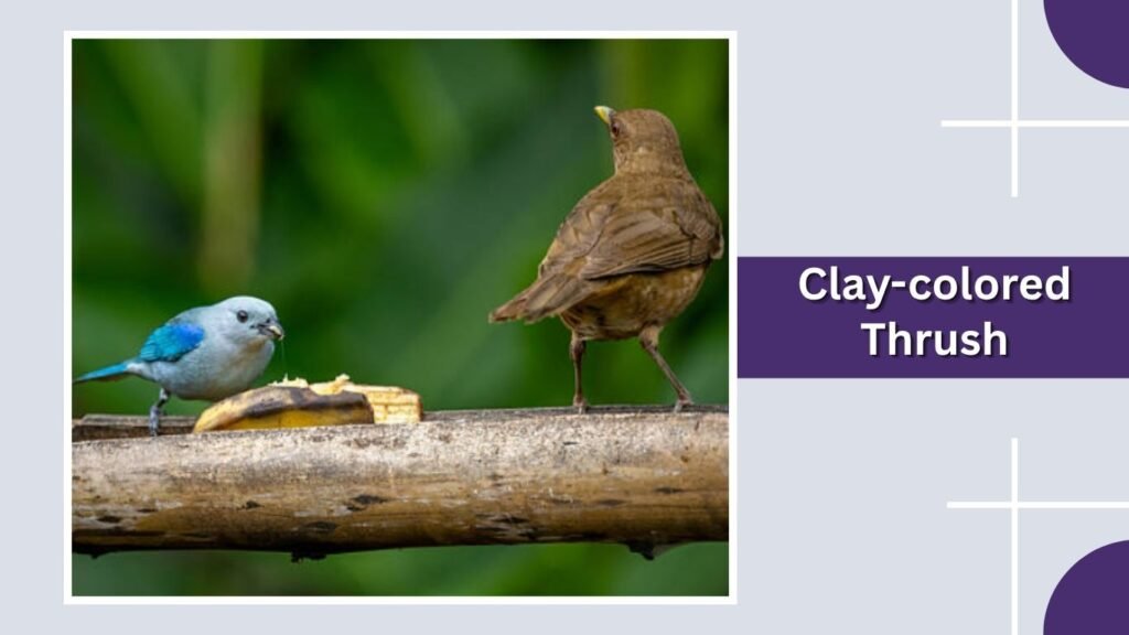 Clay-colored Thrush