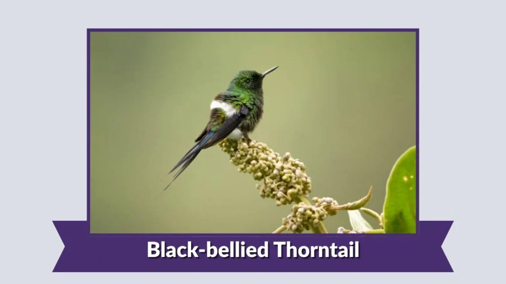 Black-bellied Thorntail