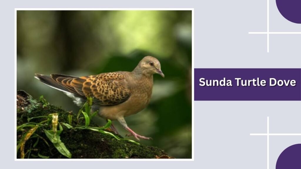 Sunda Turtle Dove