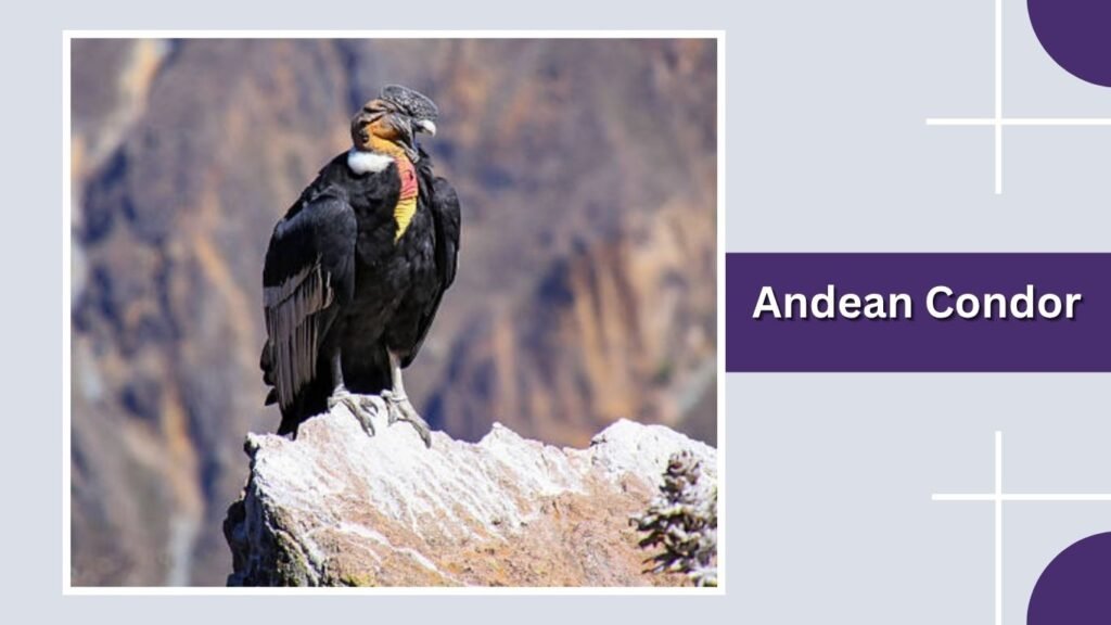 Andean Condor