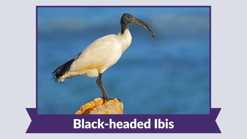 Black-headed Ibis