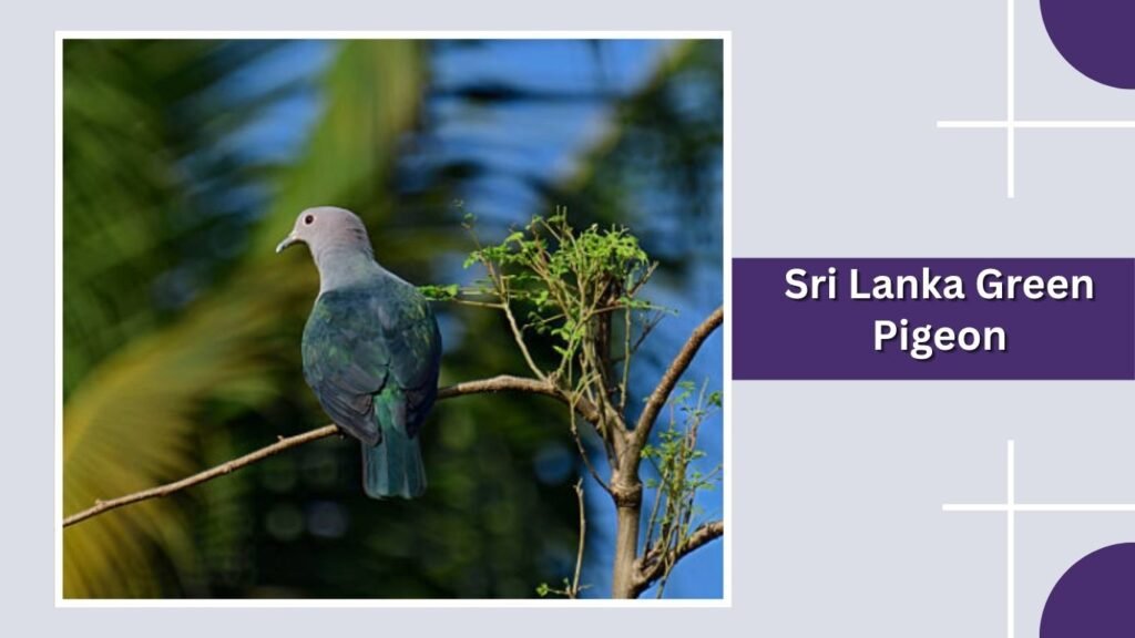 Sri Lanka Green Pigeon