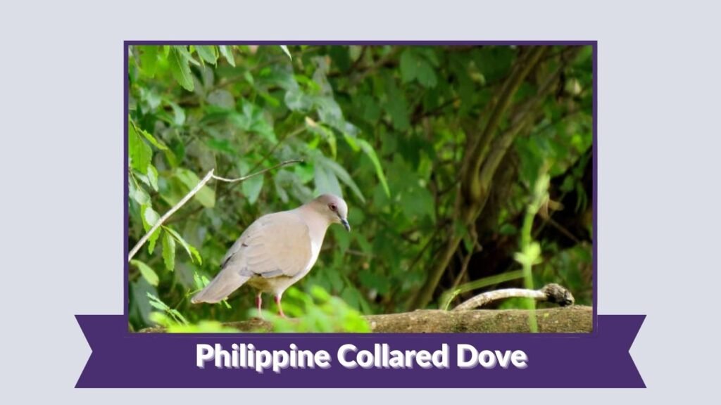 Philippine Collared Dove