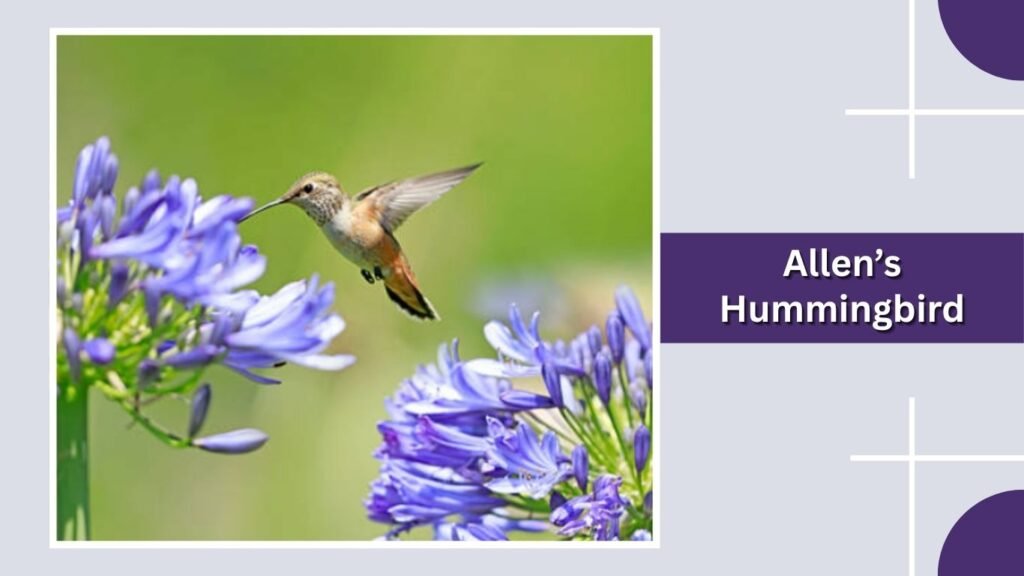 Allen’s Hummingbird