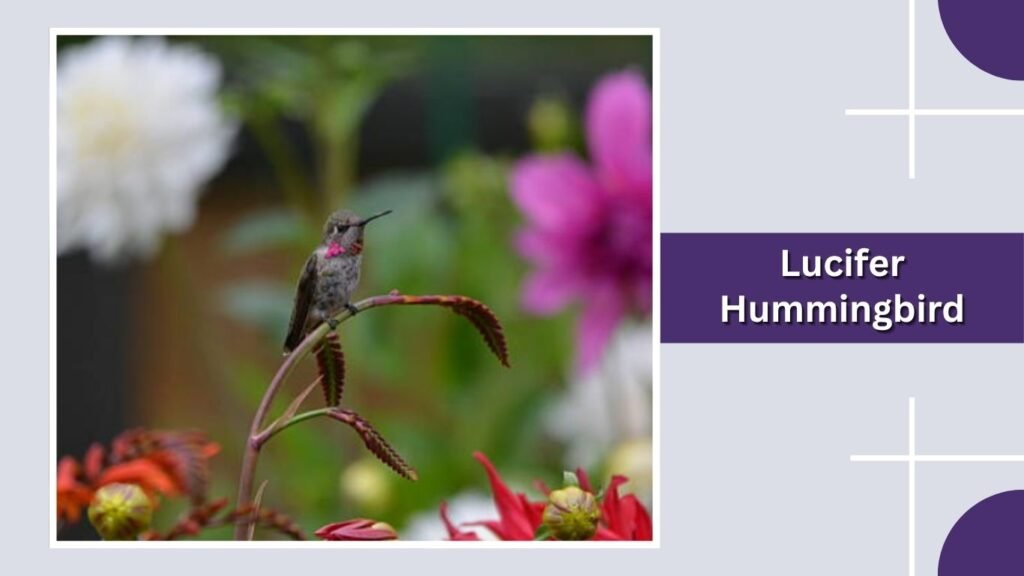  Lucifer Hummingbird