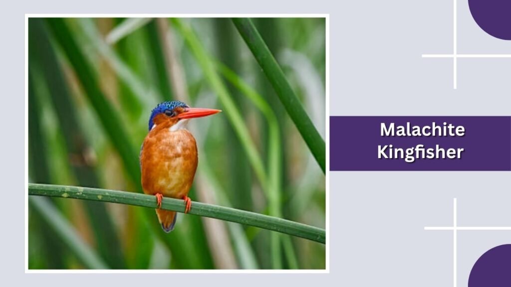 Malachite Kingfisher