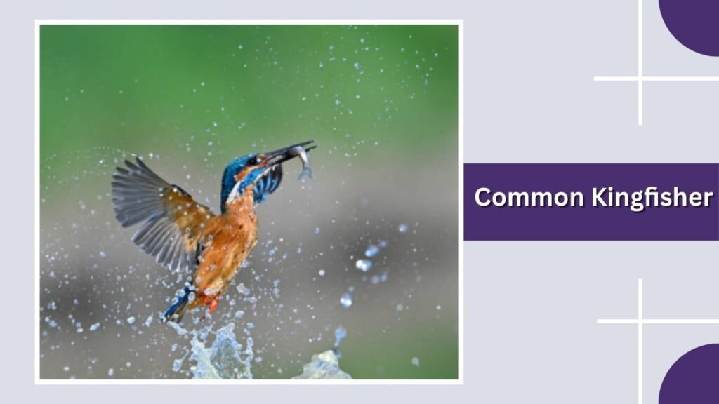 Common Kingfisher