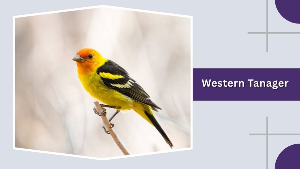 Western Tanager