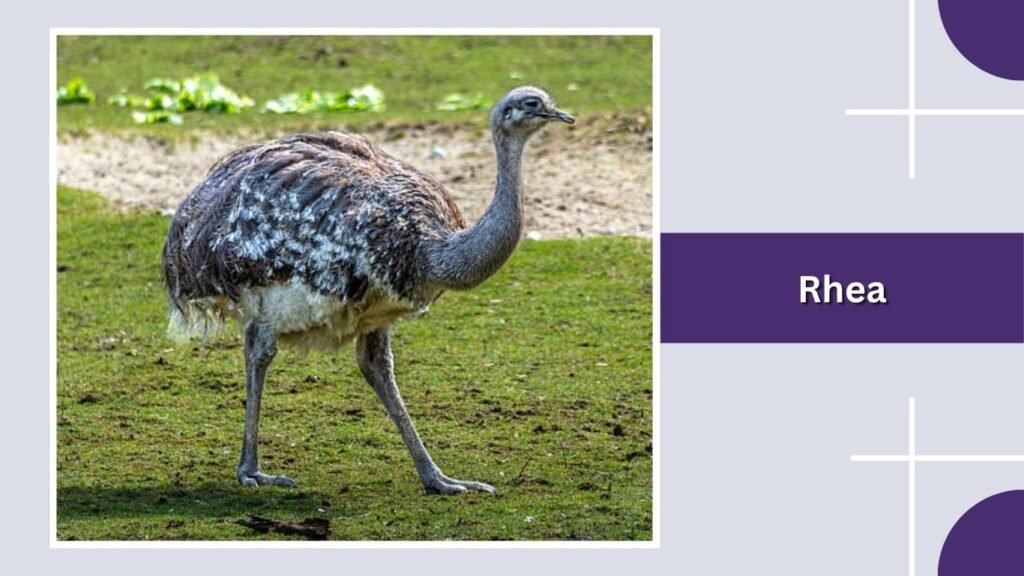 Rhea