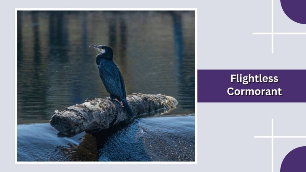  Flightless Cormorant