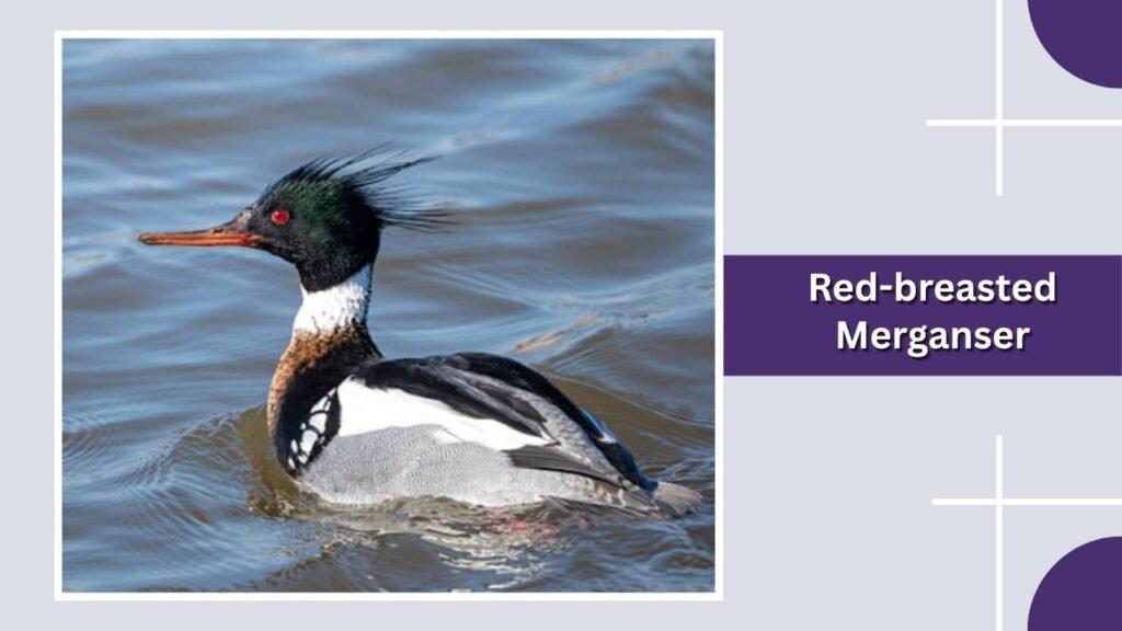 Red-breasted Merganser