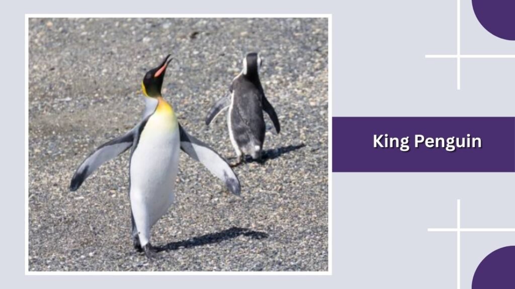  King Penguin