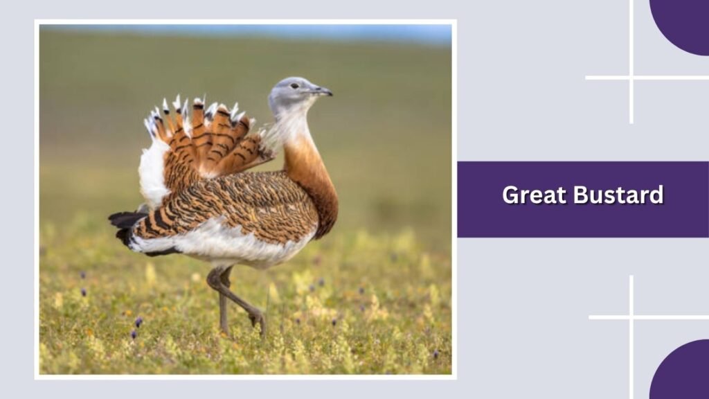 Great Bustard