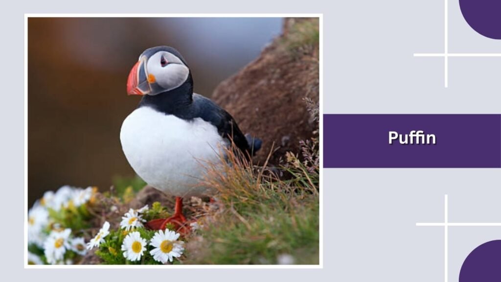 Puffin