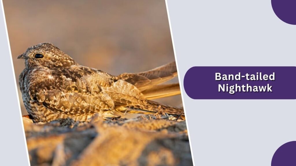 Band-tailed Nighthawk