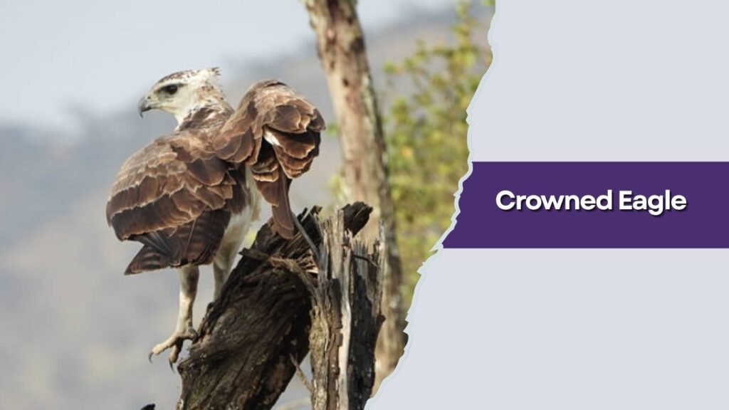 Crowned Eagle