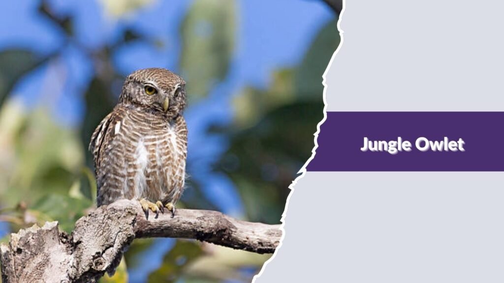 Jungle Owlet