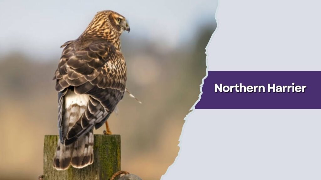  Northern Harrier