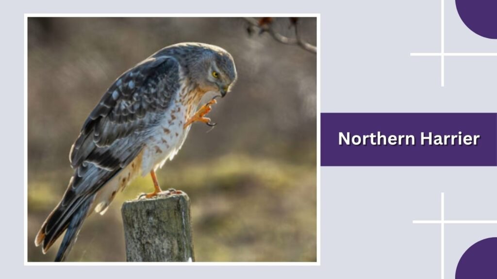  Northern Harrier