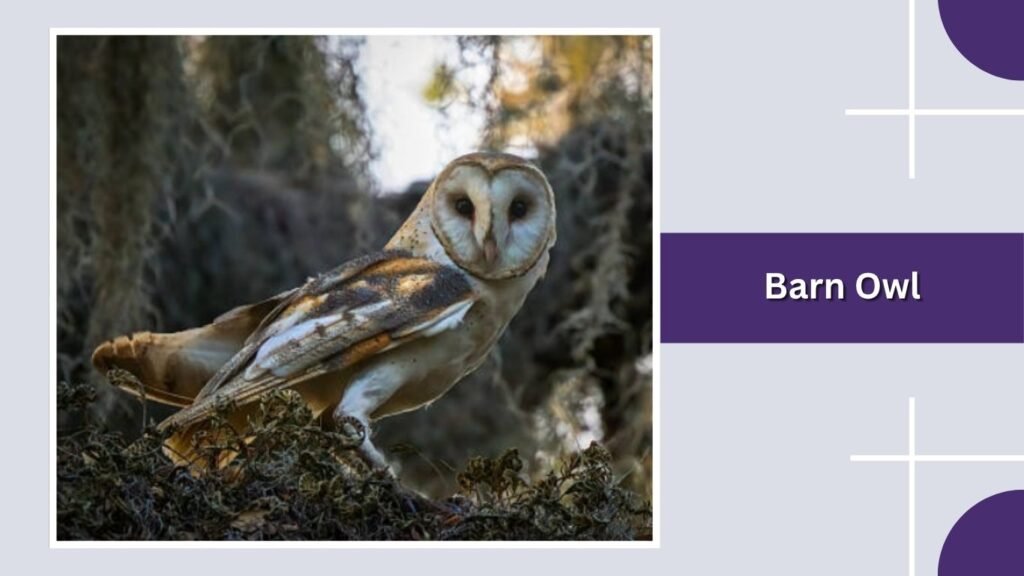  Barn Owl