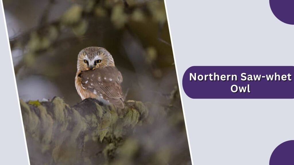 Northern Saw-whet Owl