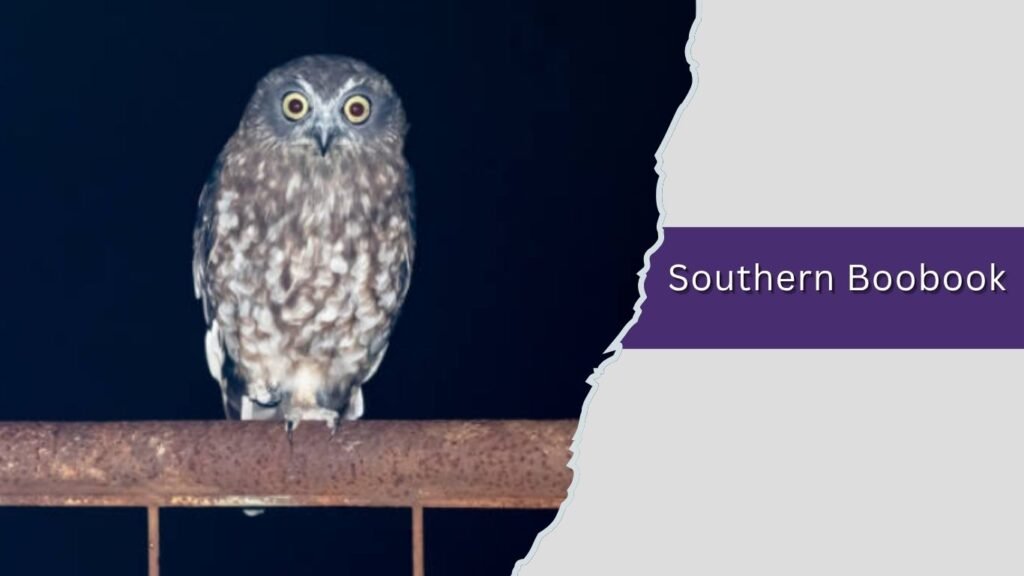 Southern Boobook