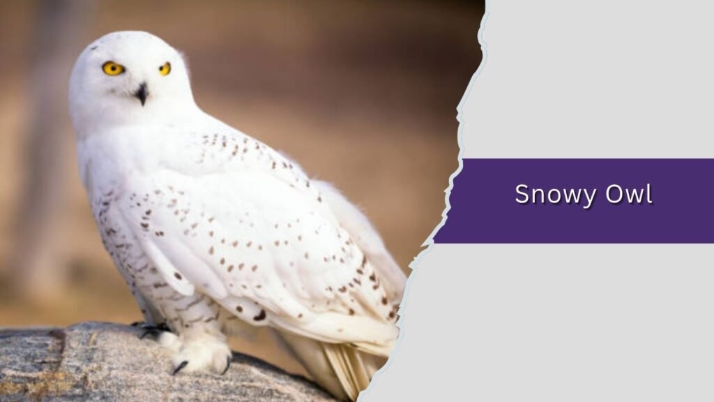  Snowy Owl