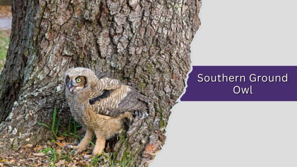 Southern Ground Owl