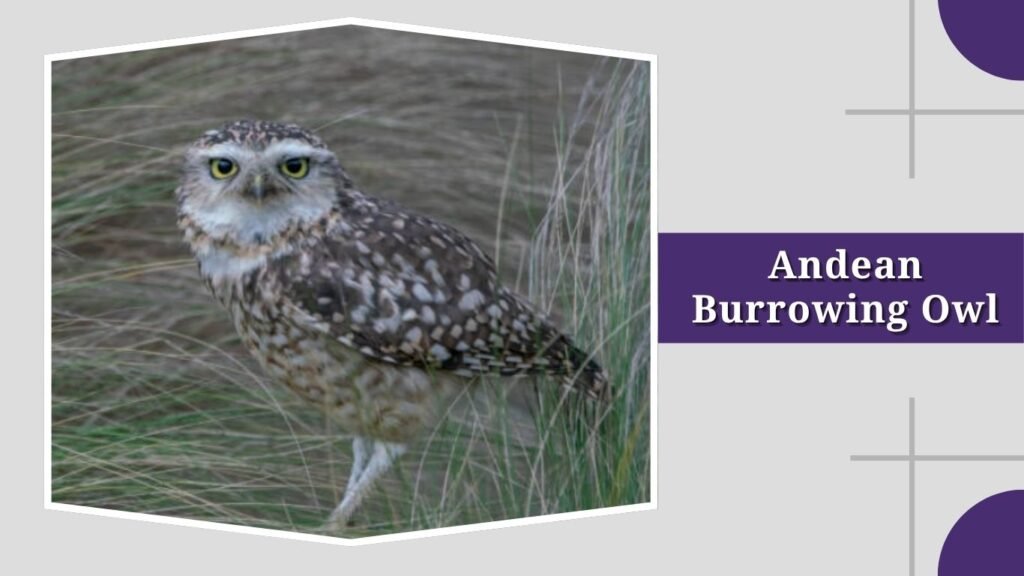 Andean Burrowing Owl