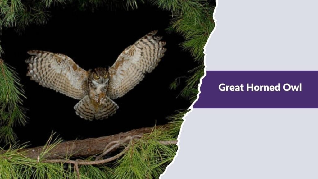 Great Horned Owl