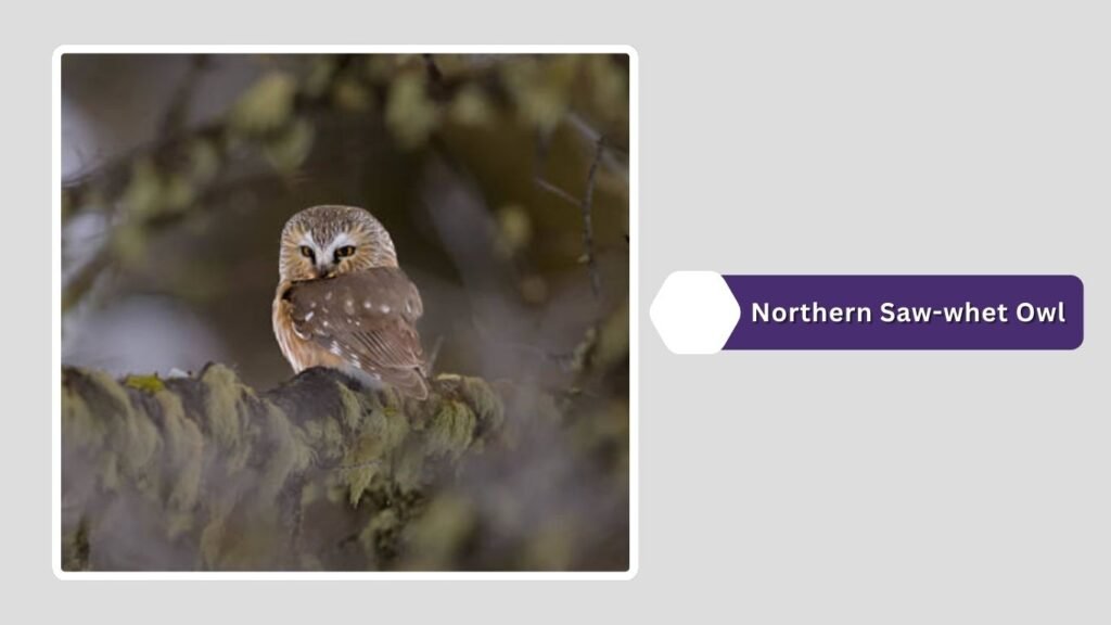 Northern Saw-whet Owl