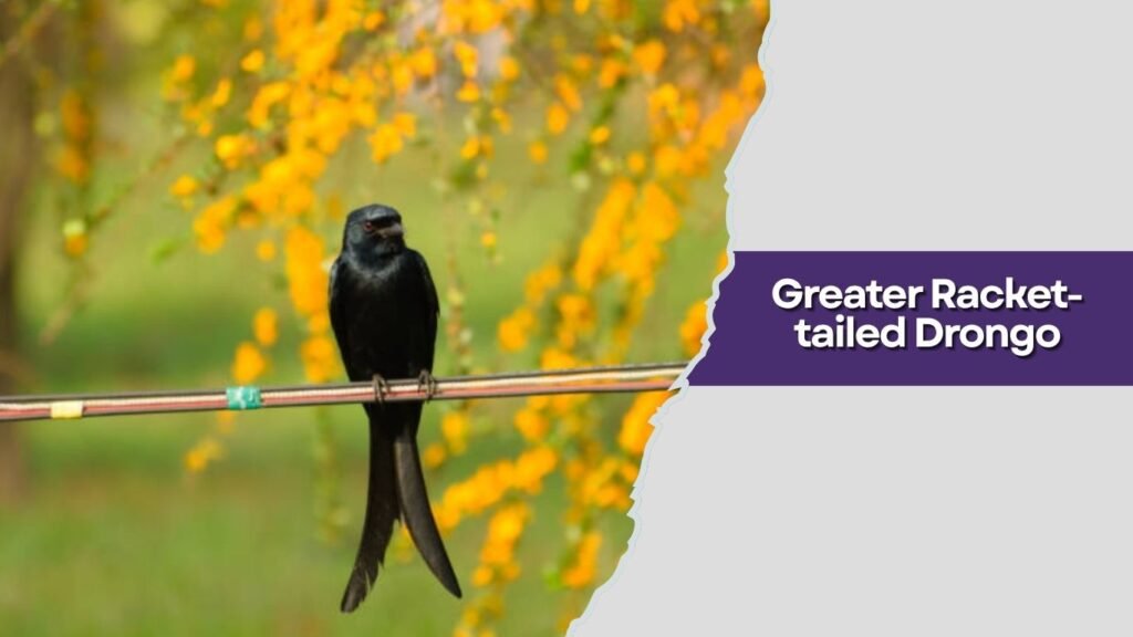 Greater Racket-tailed Drongo
