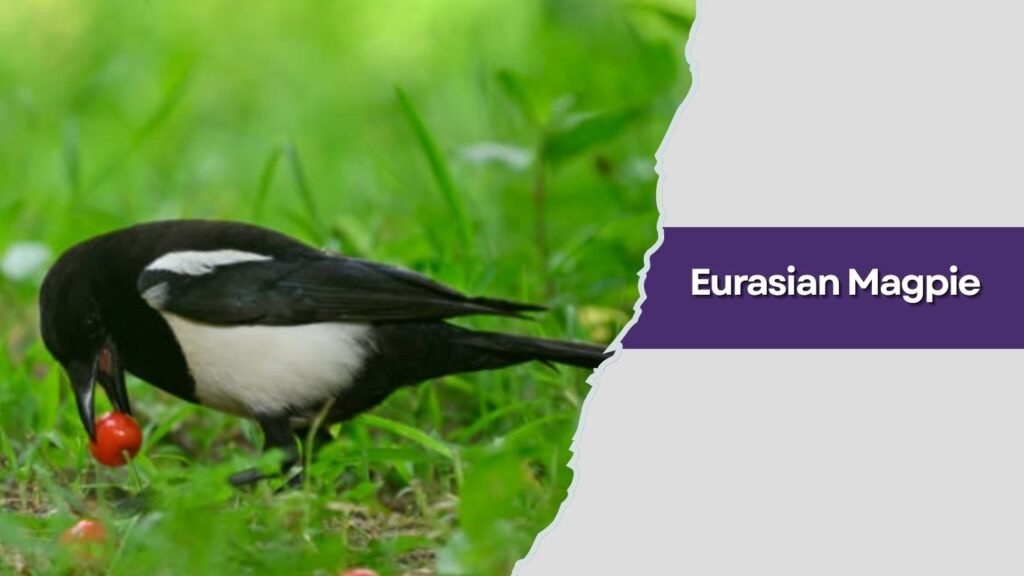  Eurasian Magpie
