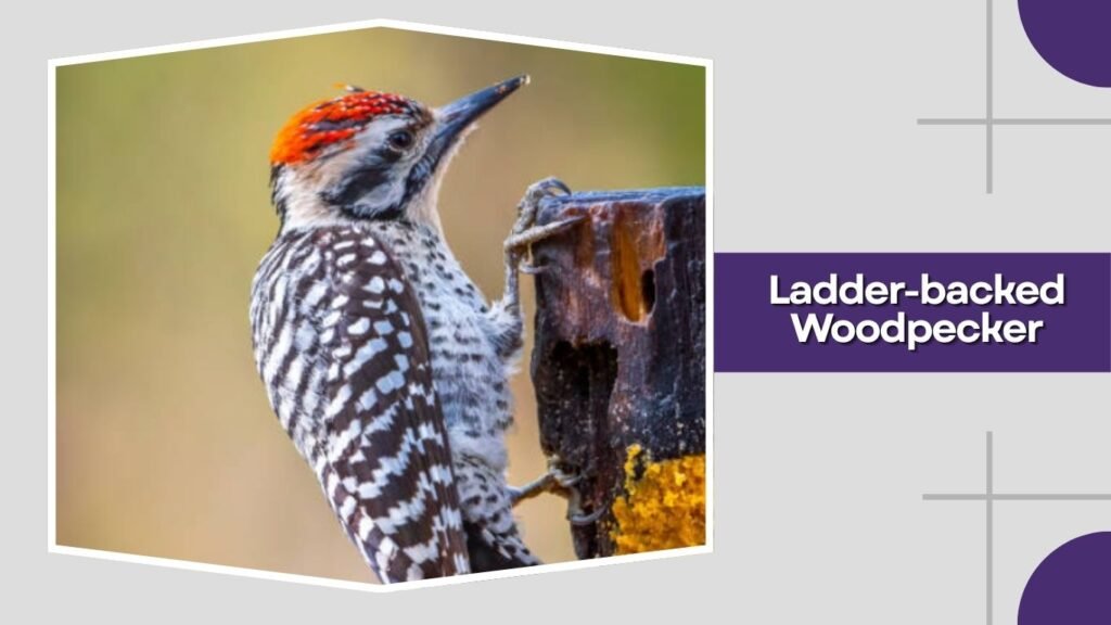 Ladder-backed Woodpecker