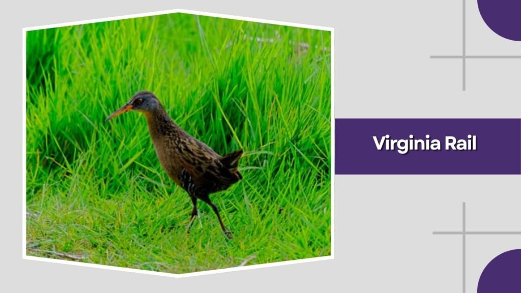  Virginia Rail