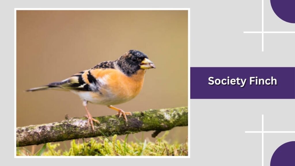 Society Finch