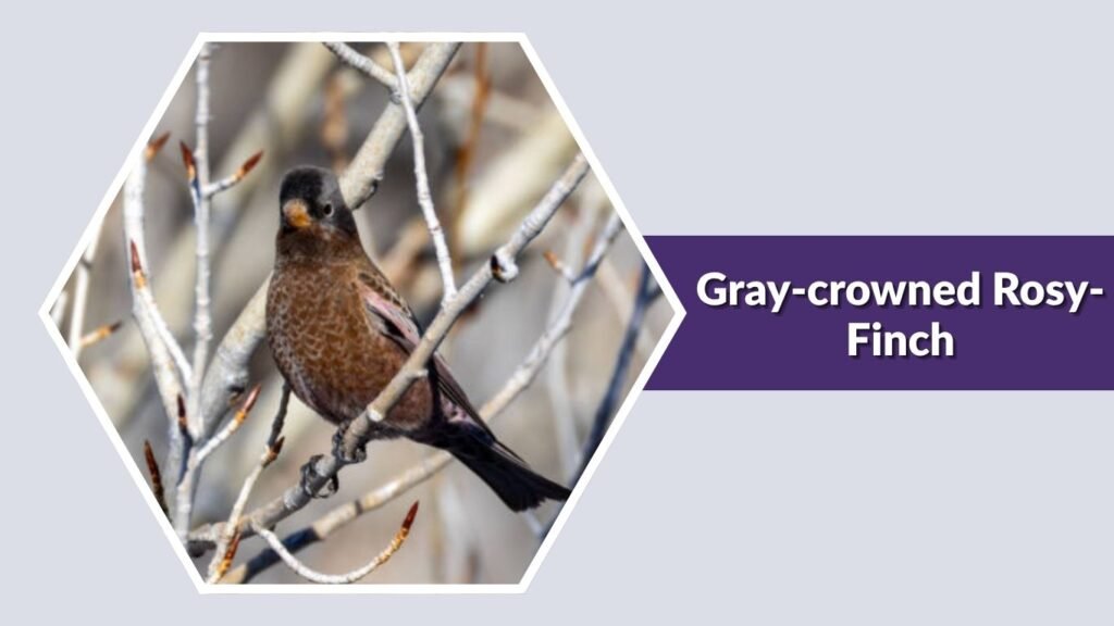 Gray-crowned Rosy-Finch