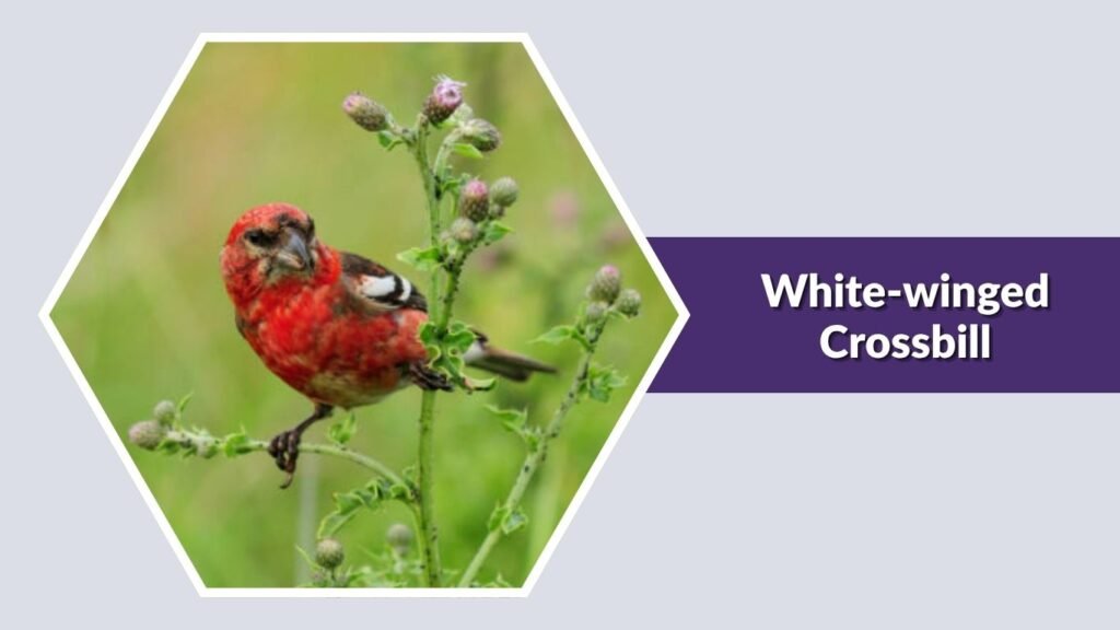 White-winged Crossbill