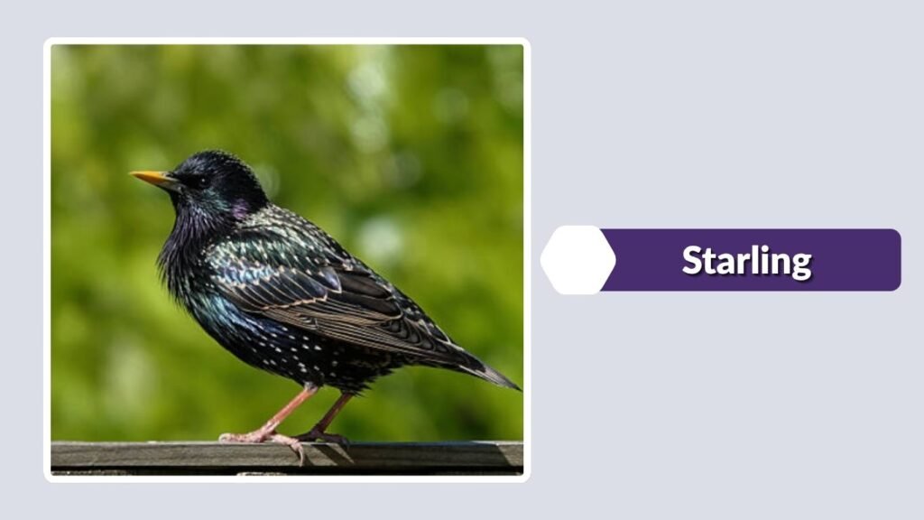 Starling