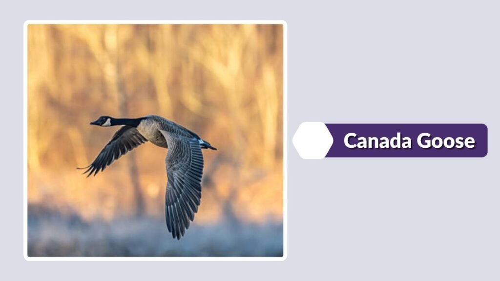 Canada Goose