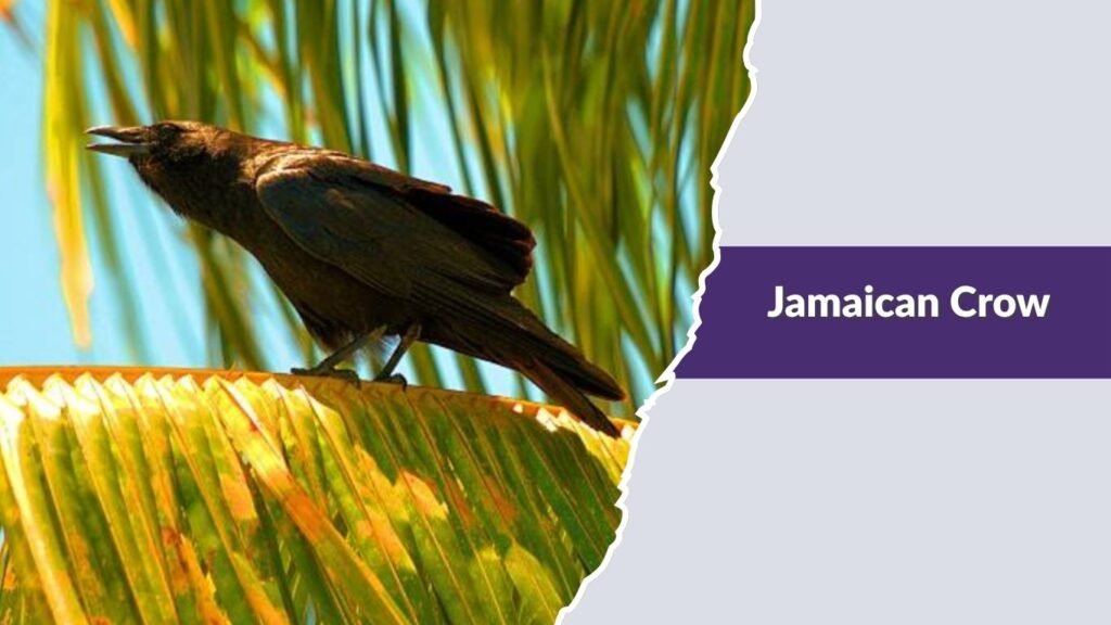Jamaican Crow