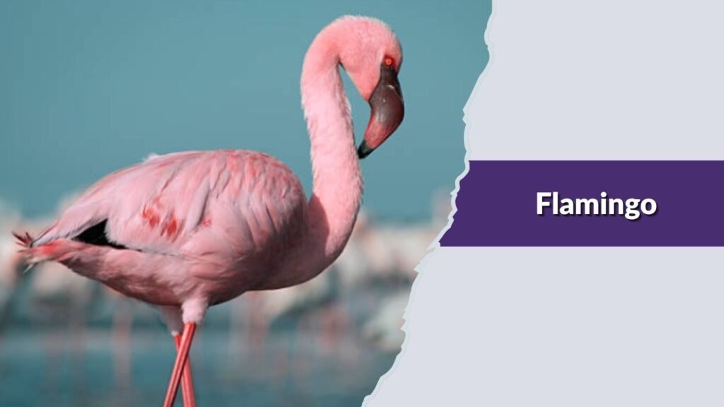 Flamingo