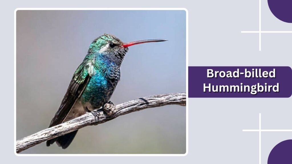 Broad-billed Hummingbird