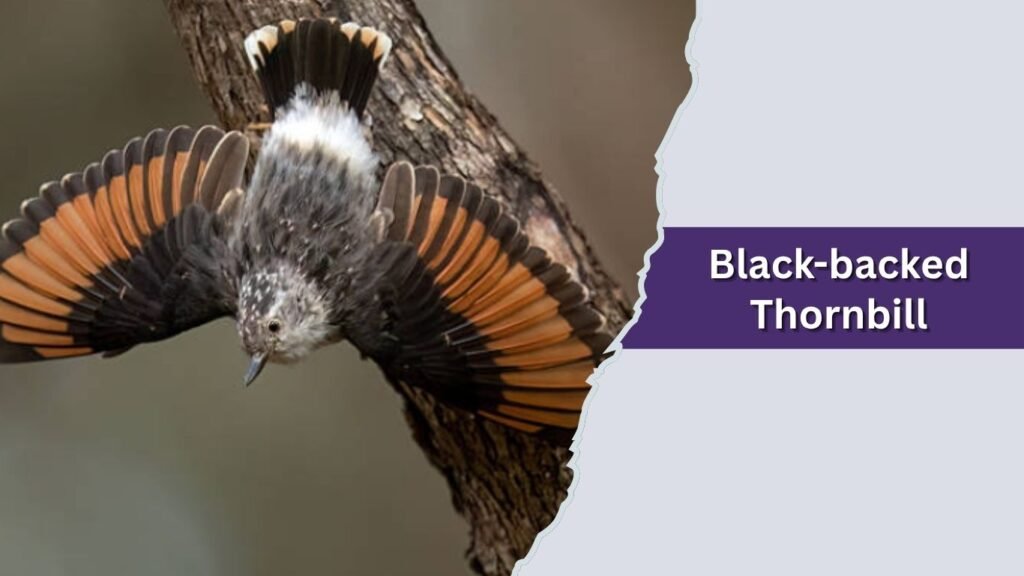 Black-backed Thornbill