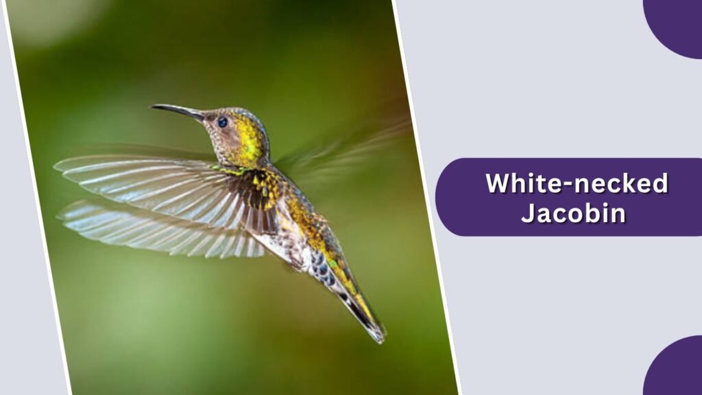 White-necked Jacobin