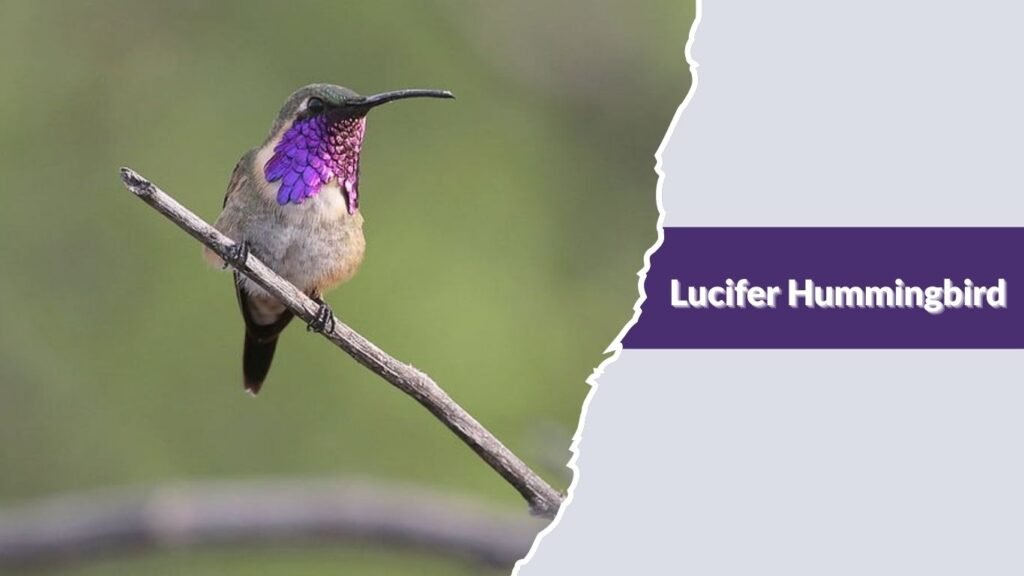 Lucifer Hummingbird