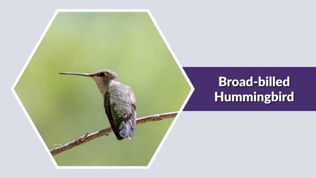 Broad-billed Hummingbird